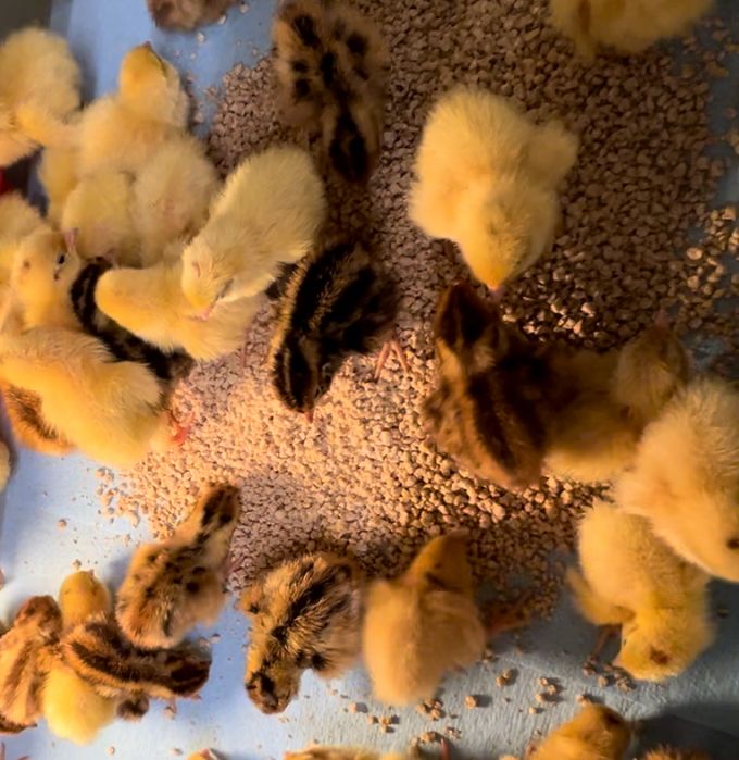 Jumbo Coturnix Chicks - 0-3 weeks