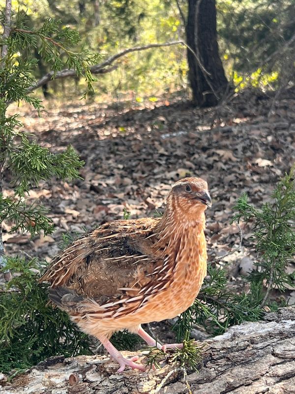 Jumbo Coturnix Roosters 8+ weeks old