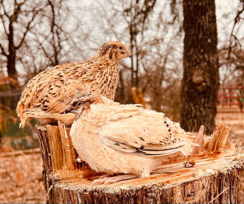 Standard Pearl Fee Breeder Set 5:1