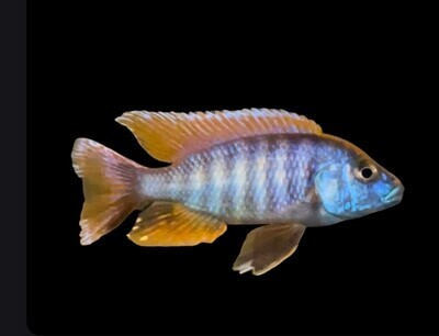 African Cichlids