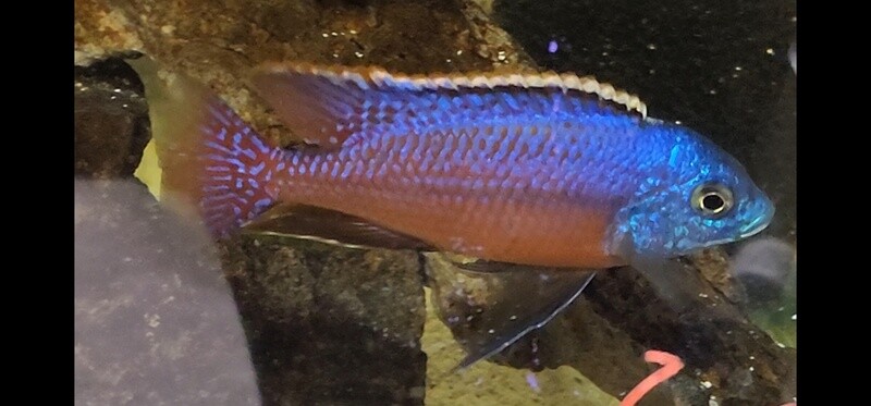 Protomelas Taeniolotus  (Senga Bay)