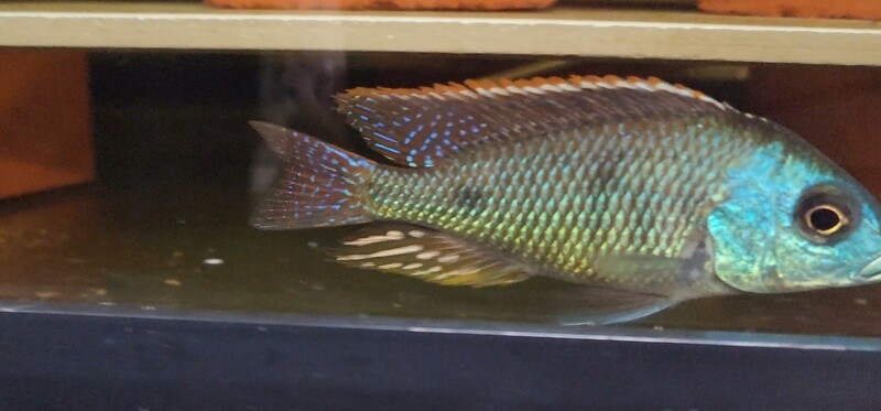 Otopharynx Tetrastigma