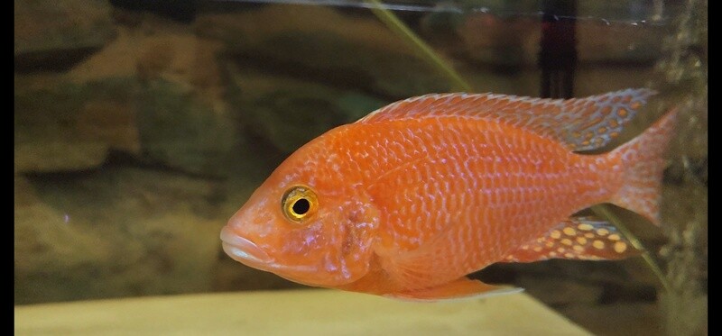 firefish