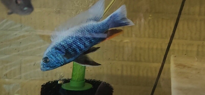 Sciaenochromis Fryeri