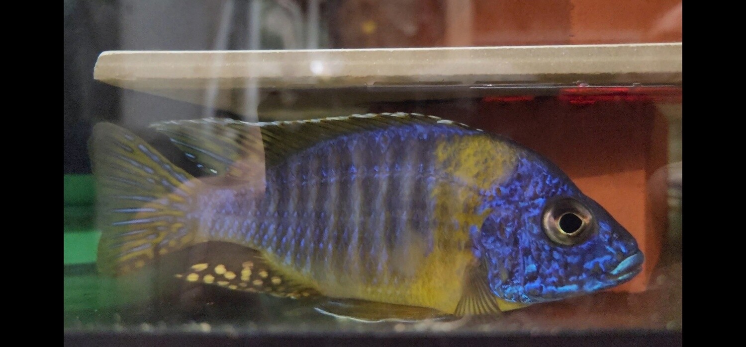 aulonocara korneliae