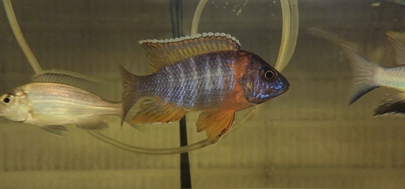 Aulonocara Chipoka
