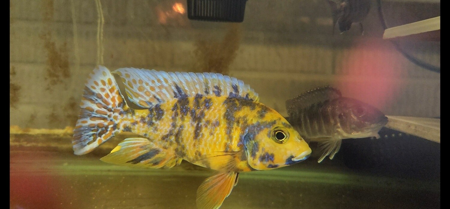 Yellow OB