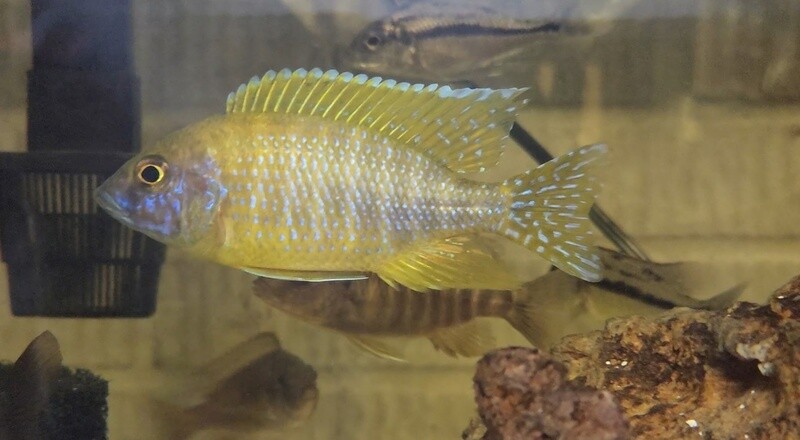 aulonocara baenschi
