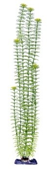 Ambulia (Green) 22&quot; Heavy Weight