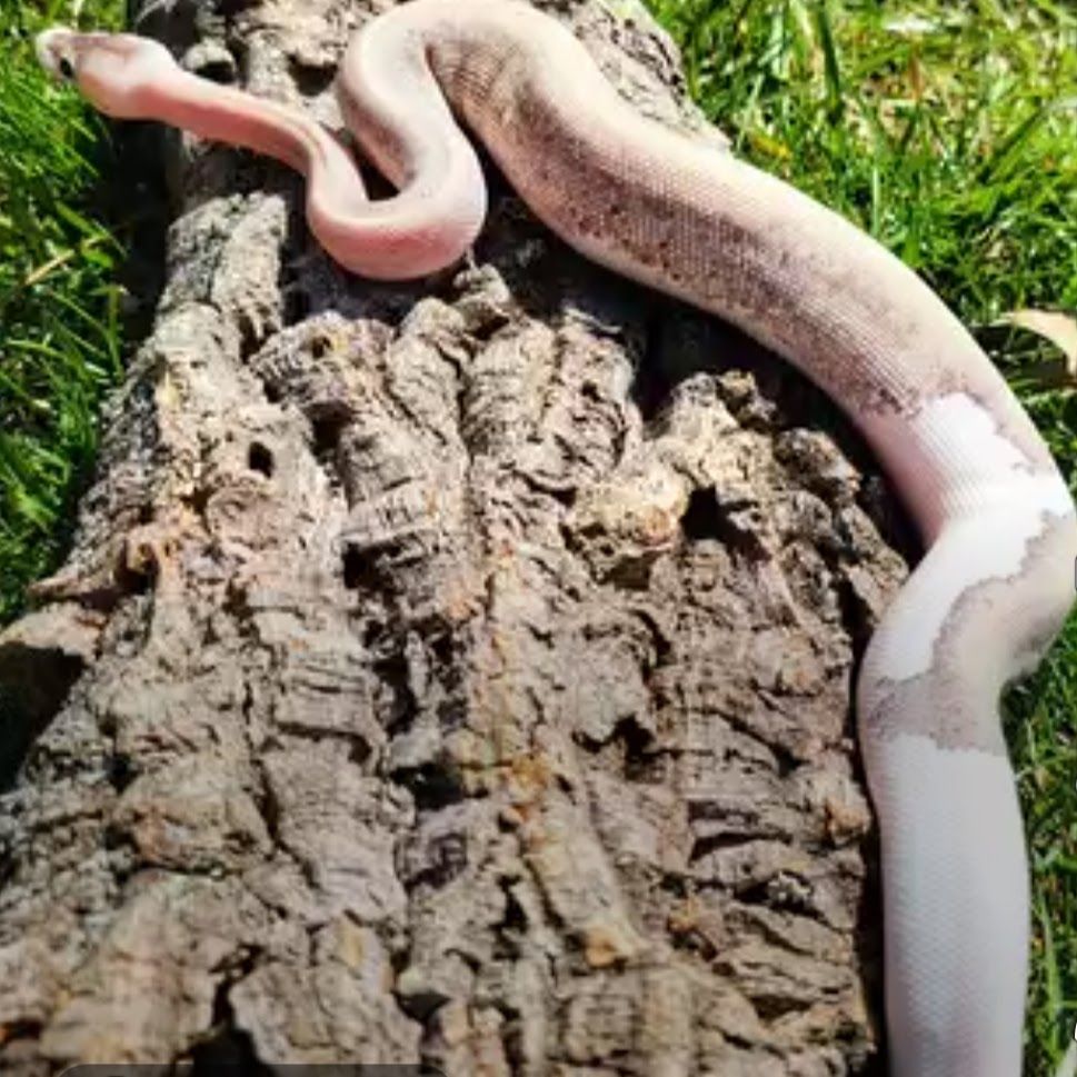 2023 Cinnamon Champagne Pied Ball Python Female