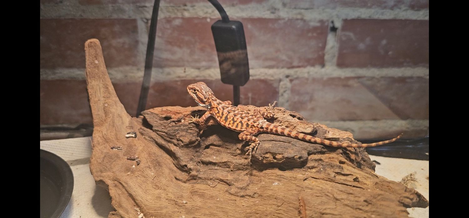 Super Red Bearded Dragon 2024 baby