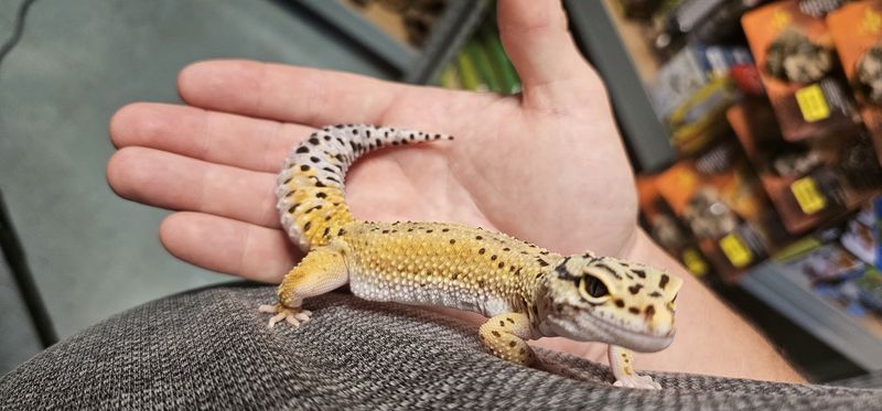 Leapord gecko Female adult