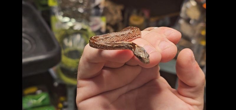 Blood Red Tessera corn snake