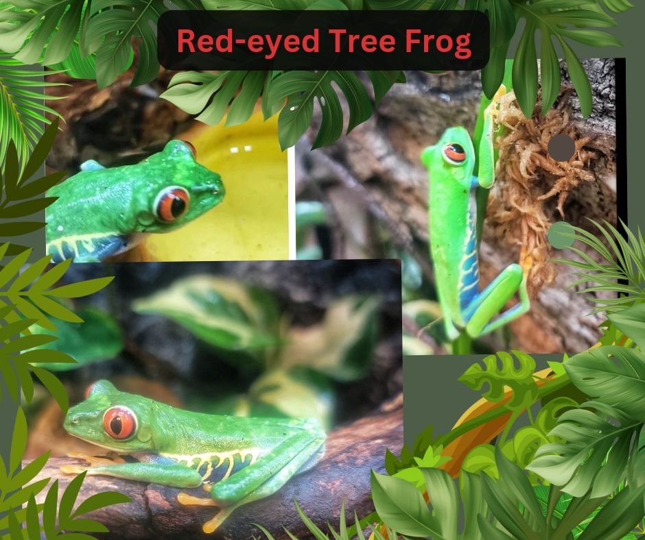 Red Eye Tree Frog