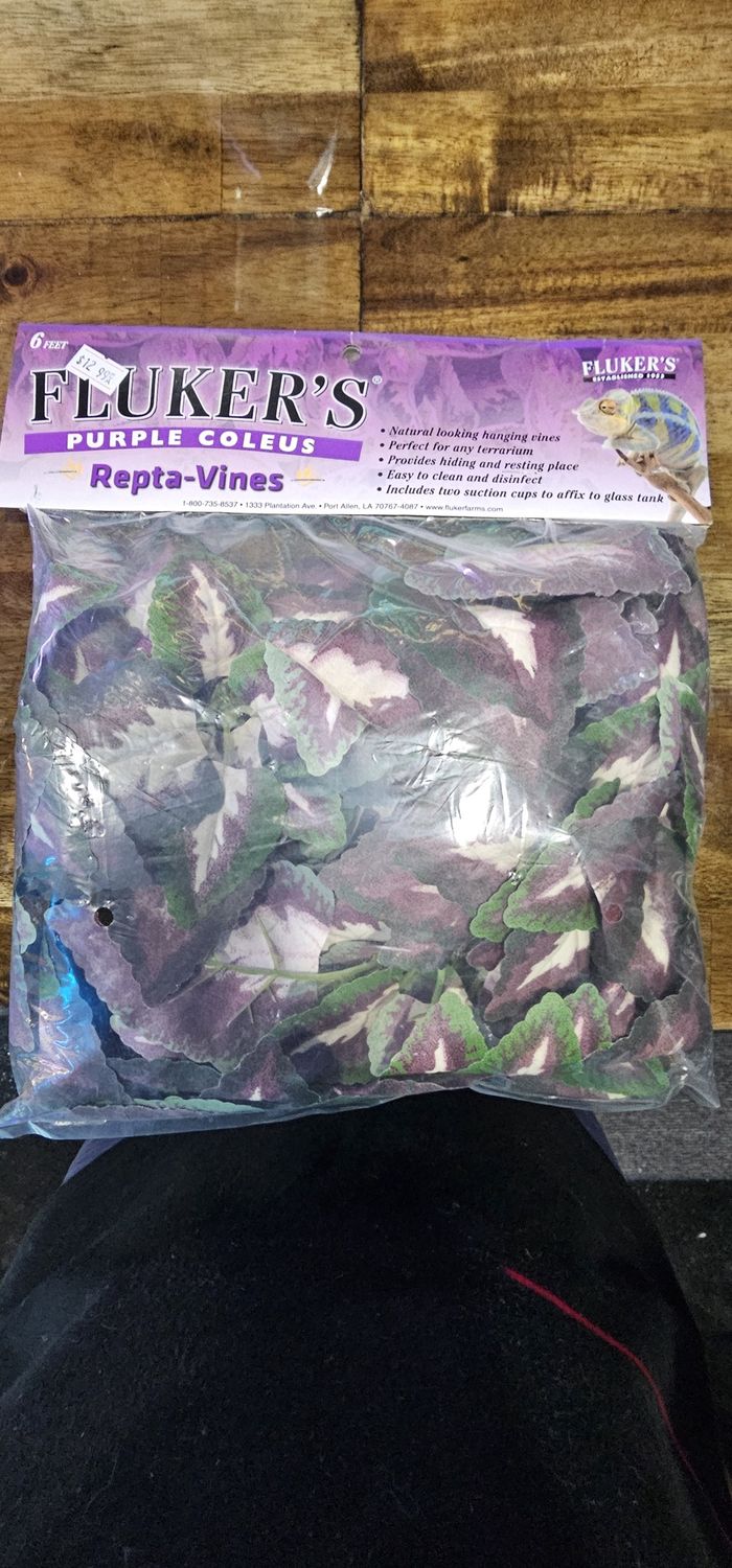 Reptavine 6&#39; Purple Coleus
