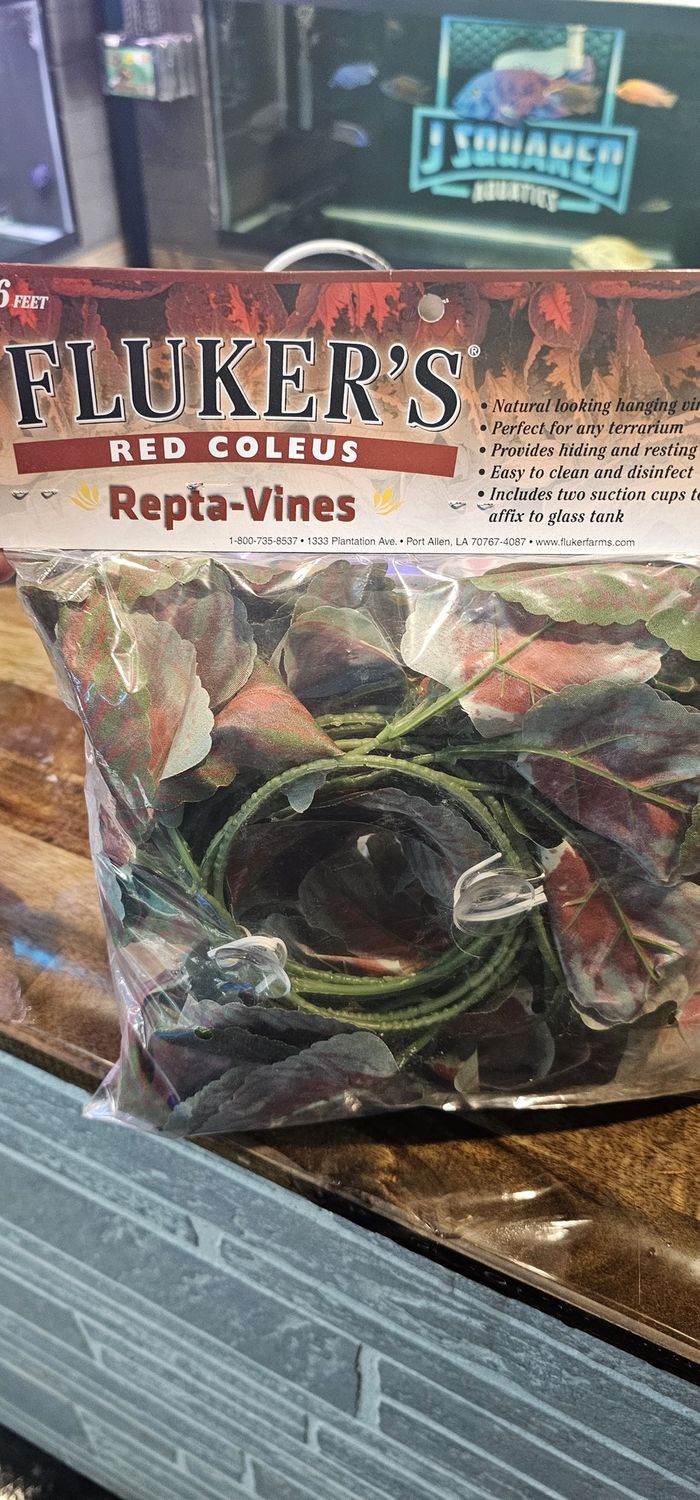 6&#39; Red Coleus Reptivine