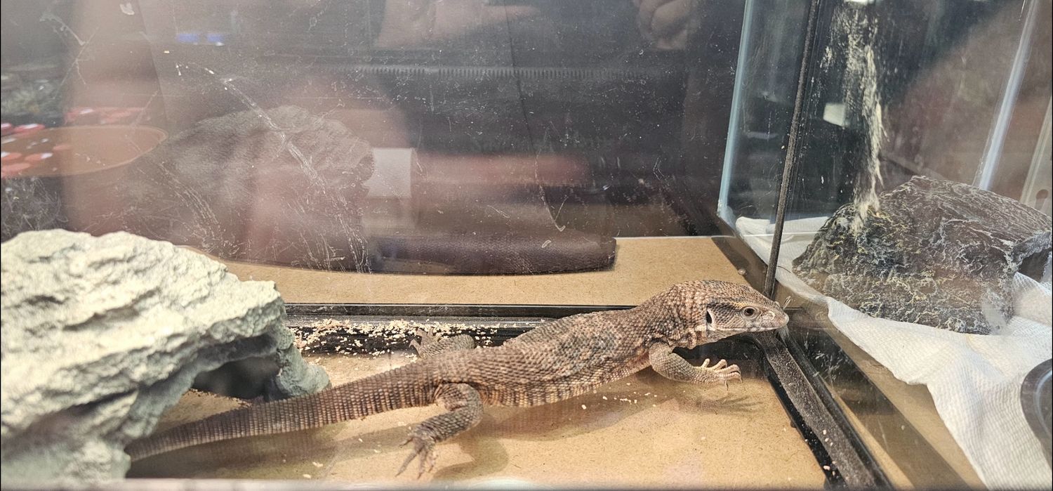 Savannah Monitor