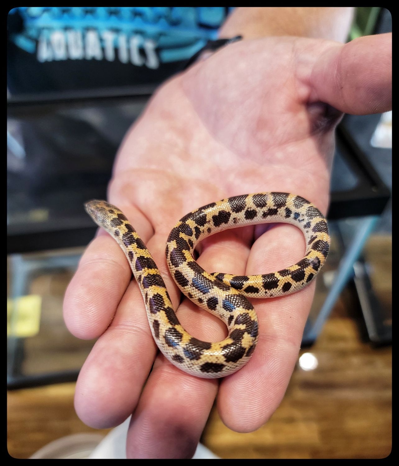 Sand Boa