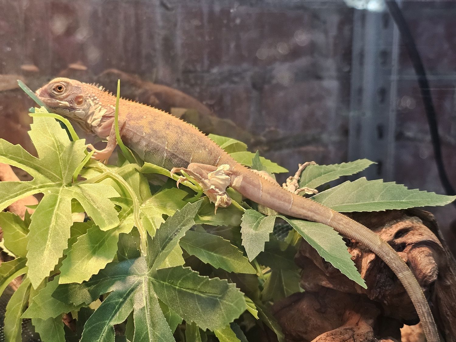 Translucent Iguana -2024 Baby