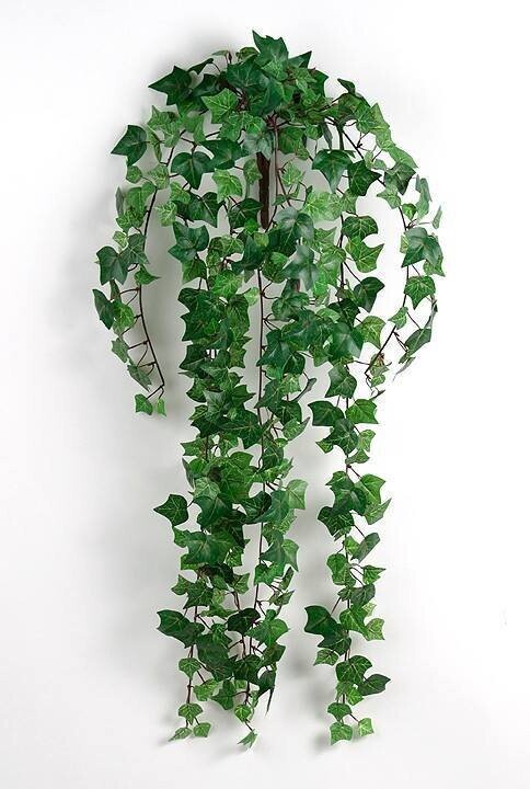Dekortionsbuket - Efeu / hedera L70 cm.