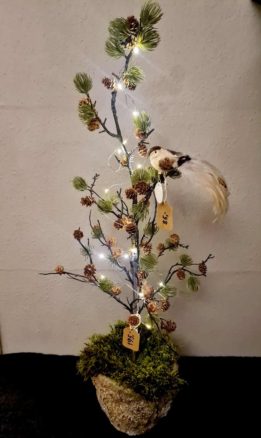 Cedretræ med kogler.