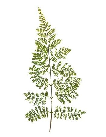 Dekorationsblade - Adiantum. H60 cm