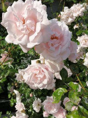 Nedsatte varer På marys-shop.dk