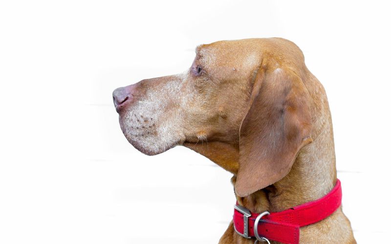 BELIEVE IN DOG registration fee