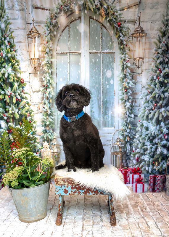 SitFido - Christmas for Pets