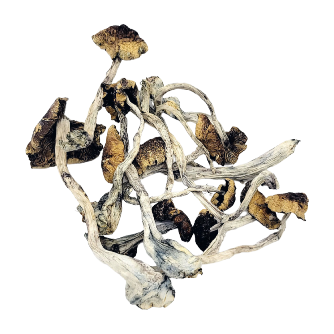 Cambodian Magic Mushrooms (Cambodian)