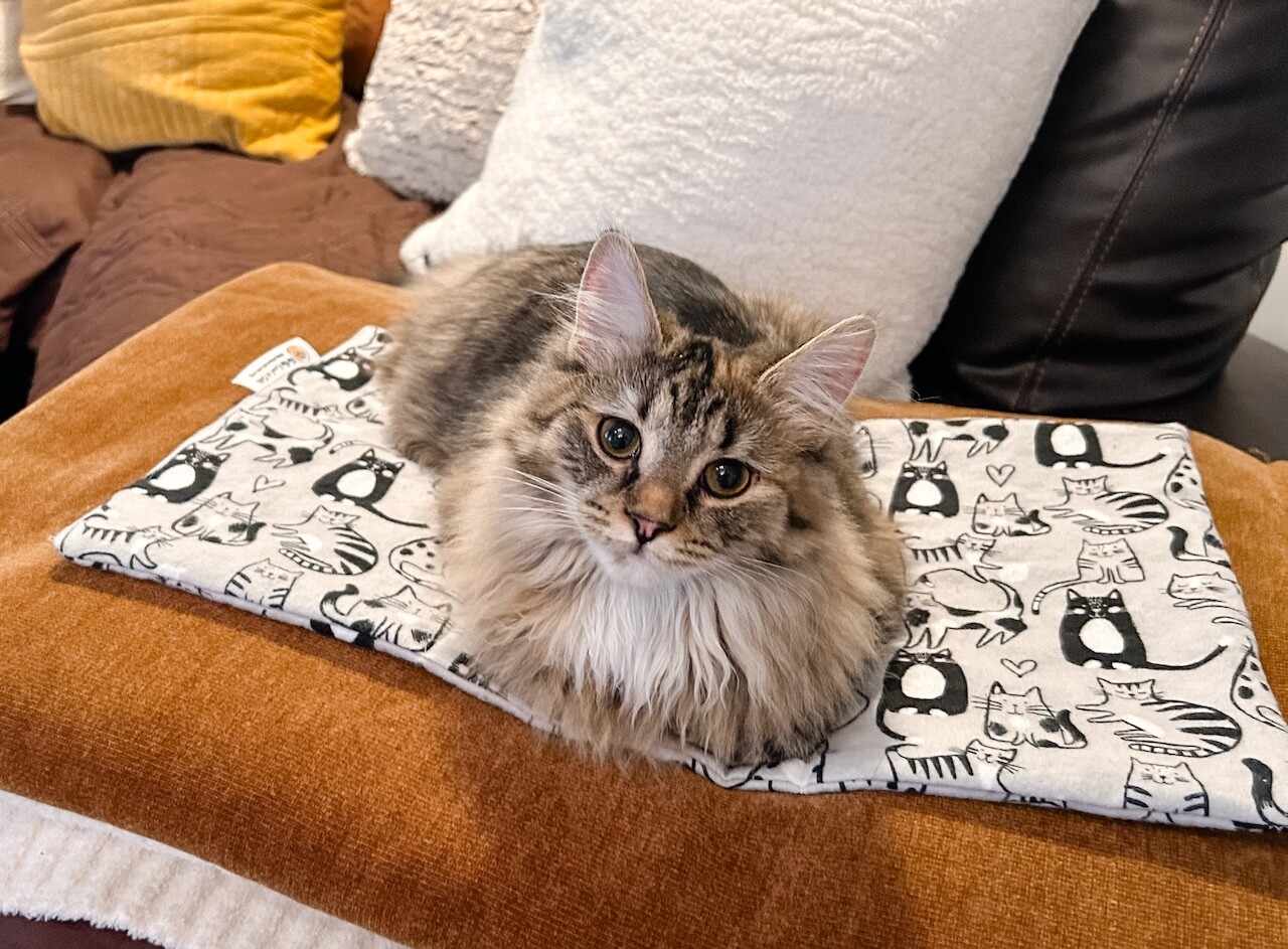 Purr Pad