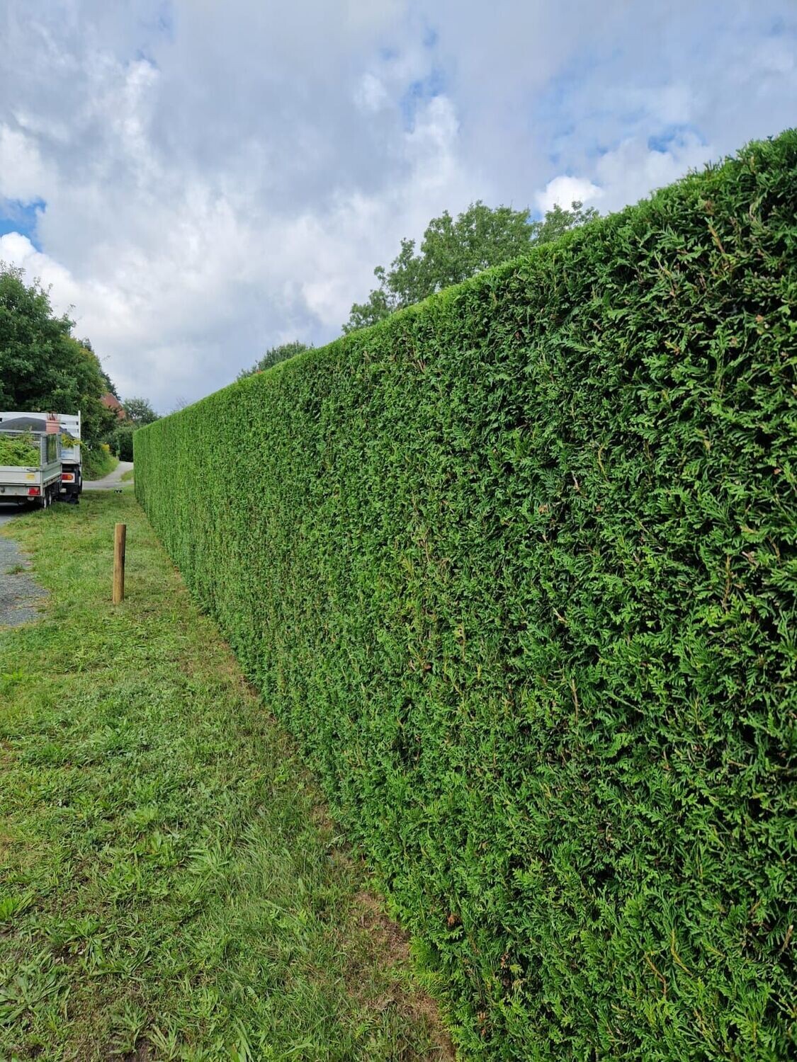 Pflegeschnitt einer Nadelhecke