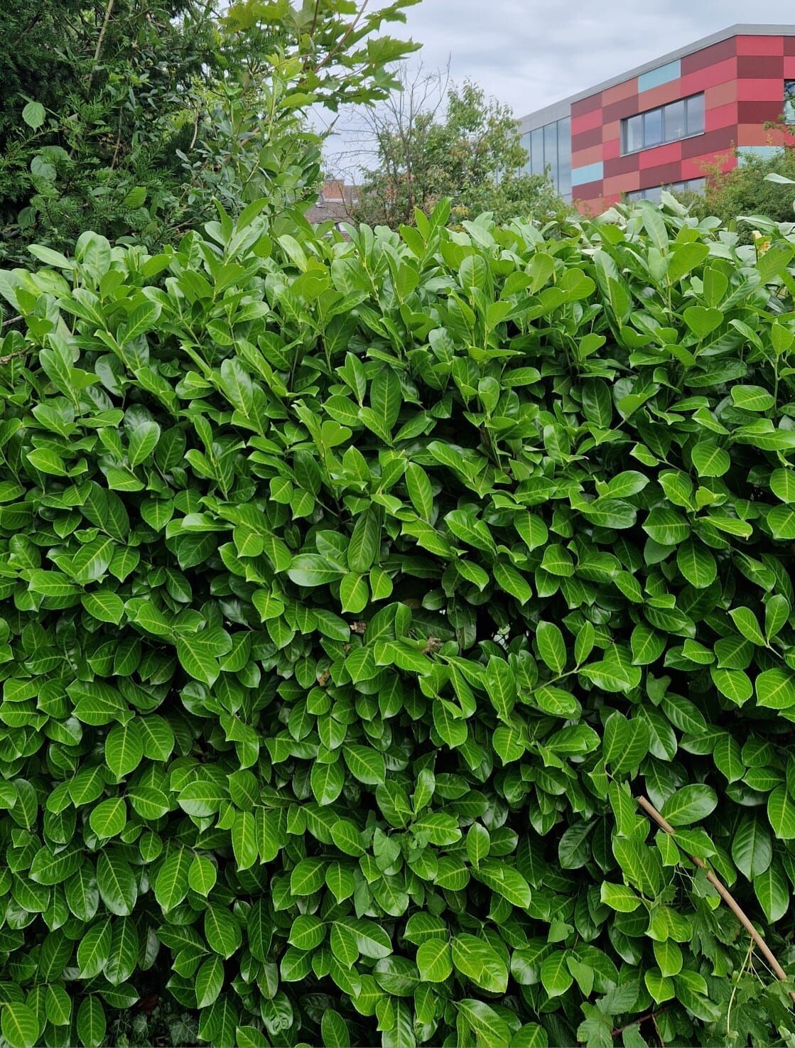 Pflegeschnitt einer Laubhecke