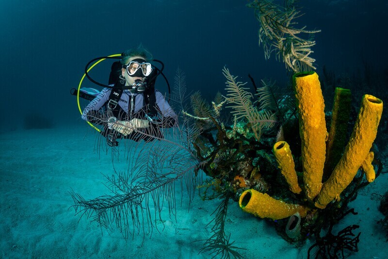 Single Dive