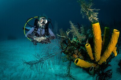 Single Dive