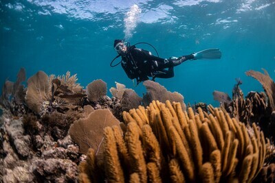 Dive Packages