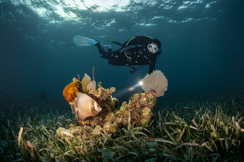 Night Dive