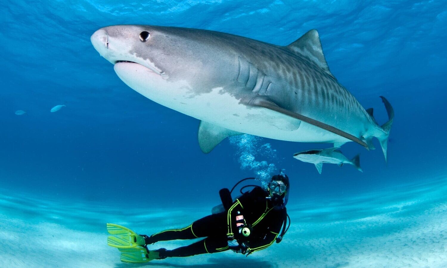 Shark Dive 🦈
