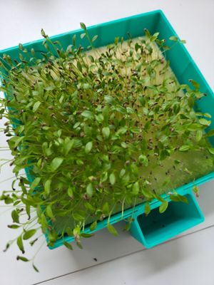 Anzuchtbox mit Deckel einzeln, 13x13 cm , inklusive 25 Anzucht-Schaumstoffw&uuml;rfel und 10 Salat Samen