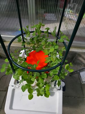 HydroTower 1+ | Ab 37 Liter Behälter mit Klappe 🛠️Für Anzucht aller Gemüse, Tomaten, Gurken und Erbsen 🌿 50 cm hoher Pflanzturm mit 9 Pflanzstationen + erweiterbar auf 63 Pflanzplätze!