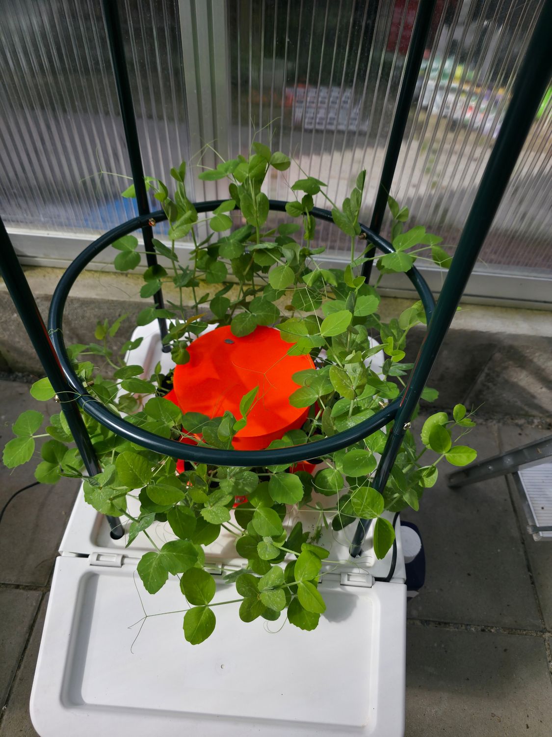 HydroTower 1+ | Ab 37 Liter Behälter mit Klappe 🛠️Für Anzucht aller Gemüse, Tomaten, Gurken und Erbsen 🌿 50 cm hoher Pflanzturm mit 9 Pflanzstationen + erweiterbar auf 63 Pflanzplätze!