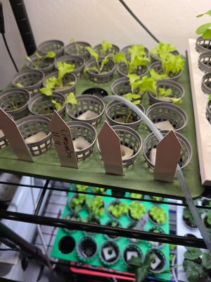 Anzuchtstation einzeln für 25 Pflanzen inklusive 10 Salat Samen Anzuchtstation einzeln für 25 Pflanzen inklusive 10 Salat Samen