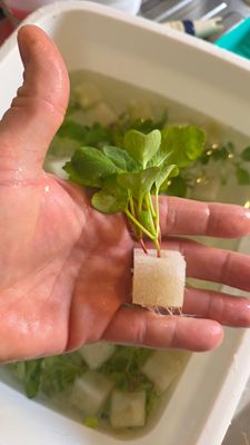 D&uuml;nger und Medien