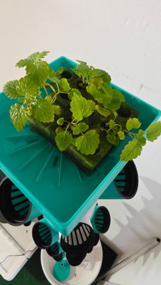 ⭐Anzucht-Station [3D-Druck] 14x14 cm Aufsatz mit Ablauf, inklusive 25 Anzucht-Schaumstoffw&uuml;rfel und 10 Salat-Samen