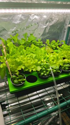 ⭐Anzuchtstation einzeln für 35 Pflanzen, inklusive 10 Salat Samen