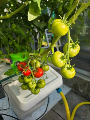 HydroFlex Largo Uno | 37 Liter Tank | Tomaten ▪︎ Gurken ▪︎ Erbsen | 9 Pflanzen