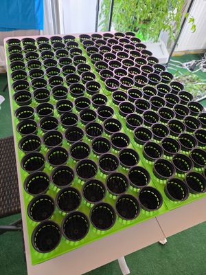 3 kaufen, 4 erhalten - Anzuchtstation-Set für 140 Pflanzen, inklusive 20 Salat Samen 3 kaufen, 4 erhalten - Anzuchtstation-Set für 140 Pflanzen, inklusive 20 Salat Samen