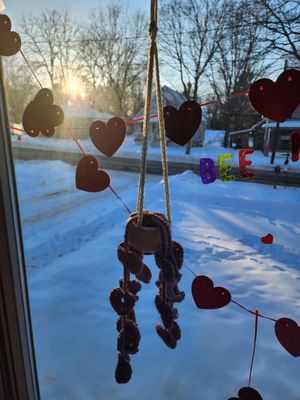 Hanging Love Plant
