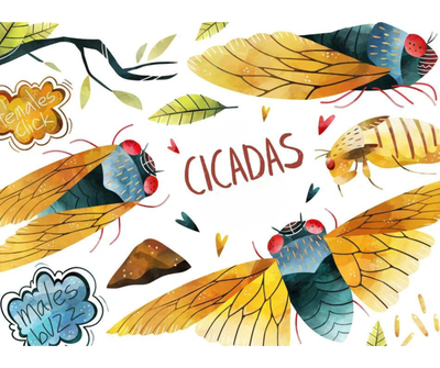 Cicadas 2024