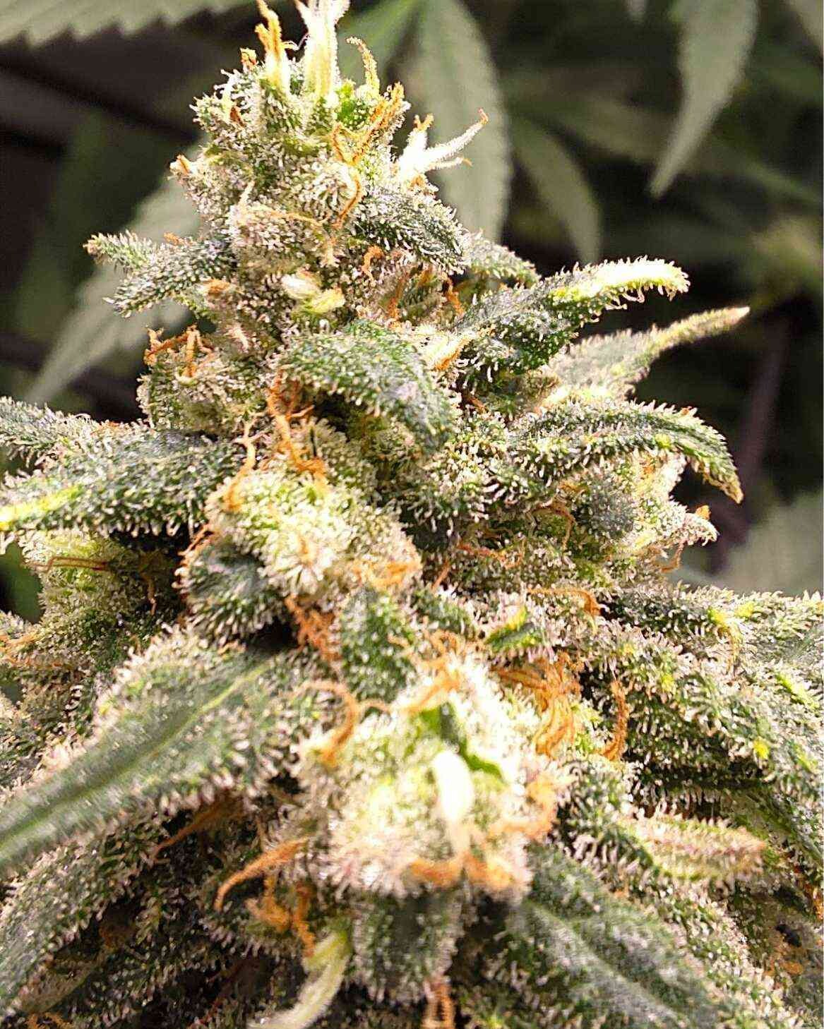 Fat Bastard Feminized Autoflower